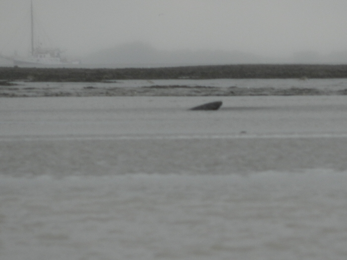 Walvis in vaargeul Wierumer Wad ?